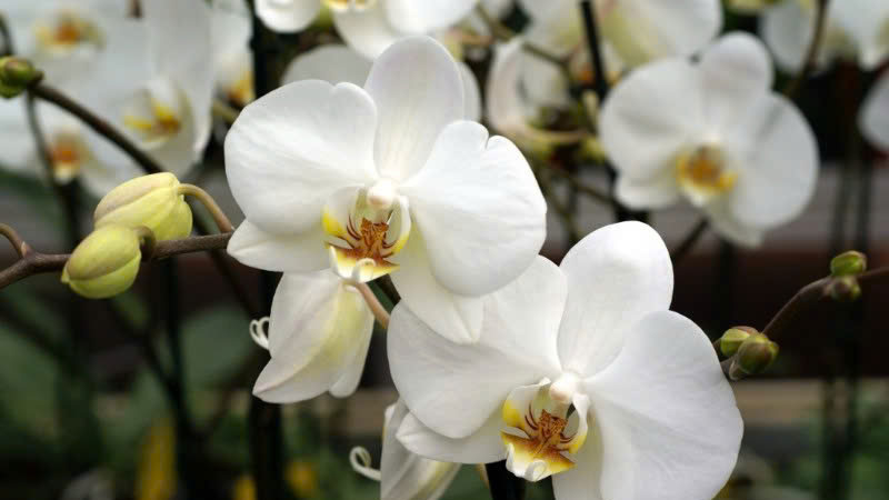 Hoa Tâm Tiền
