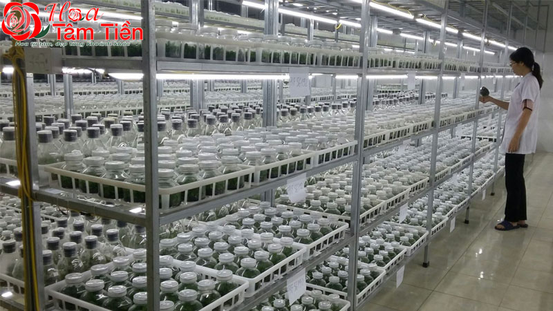 Mua cây giống lan hồ điệp ở đâu uy tín, giá rẻ?
