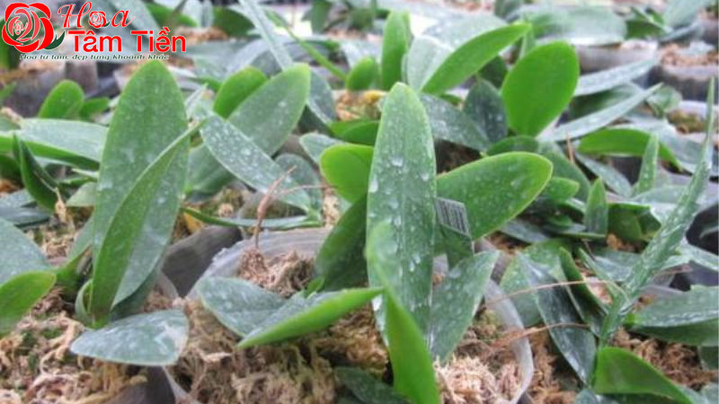 Mua cây giống lan hồ điệp ở đâu uy tín, giá rẻ?