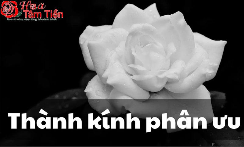 Hoa Tâm Tiền