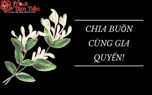 Hoa Tâm Tiền