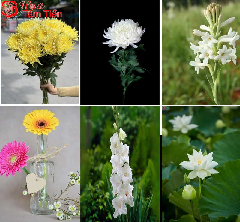 Các loại hoa cúng đám giỗ được ưa chuộng nhất.
