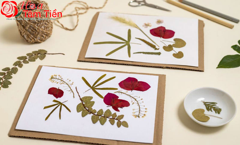 Hoa Tâm Tiền