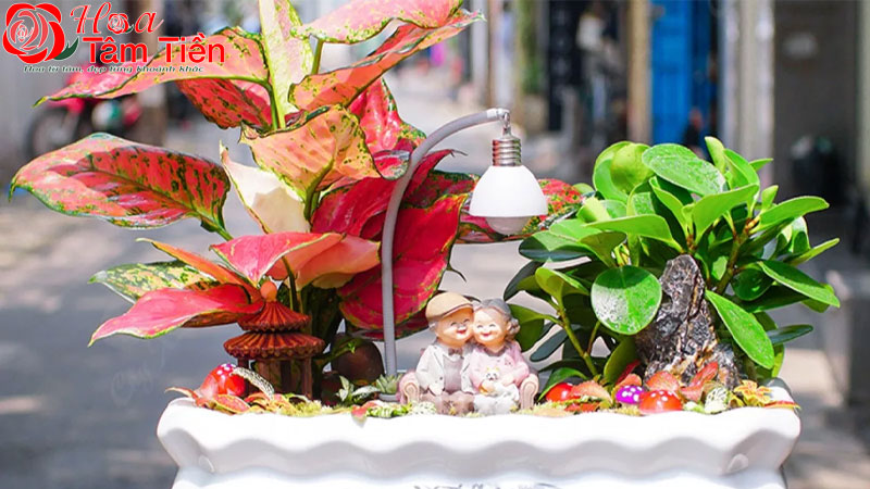 Hoa Tâm Tiền Cây cảnh để bàn