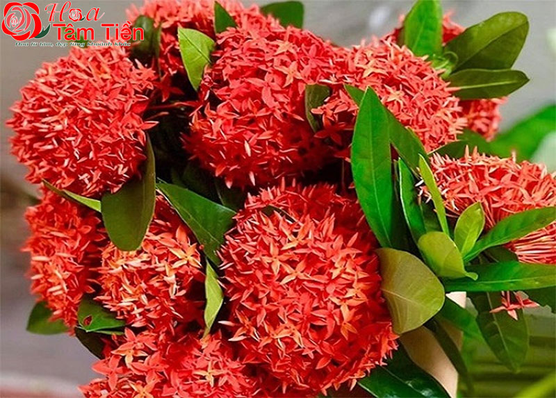Hoa mẫu đơn ta (hoa trang)