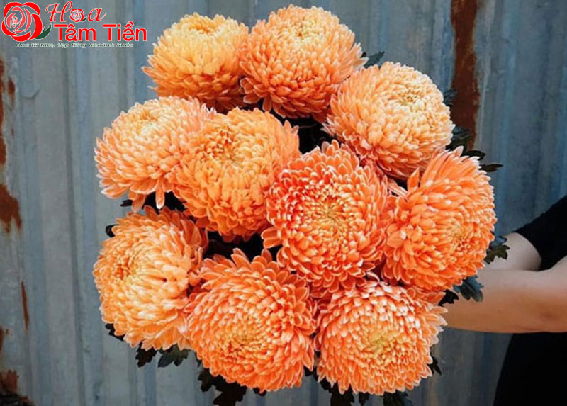 Hoa mẫu đơn cam