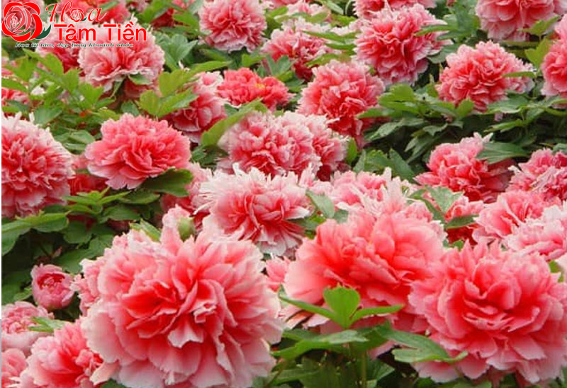 Chọn cây mẫu đơn để trồng