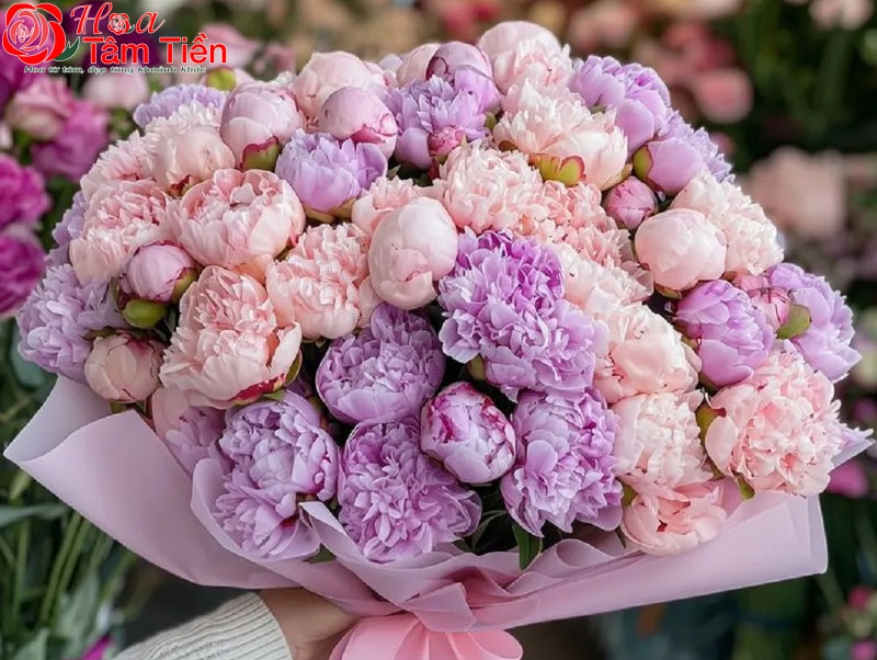 Hoa mẫu đơn thuộc chi Paeonia