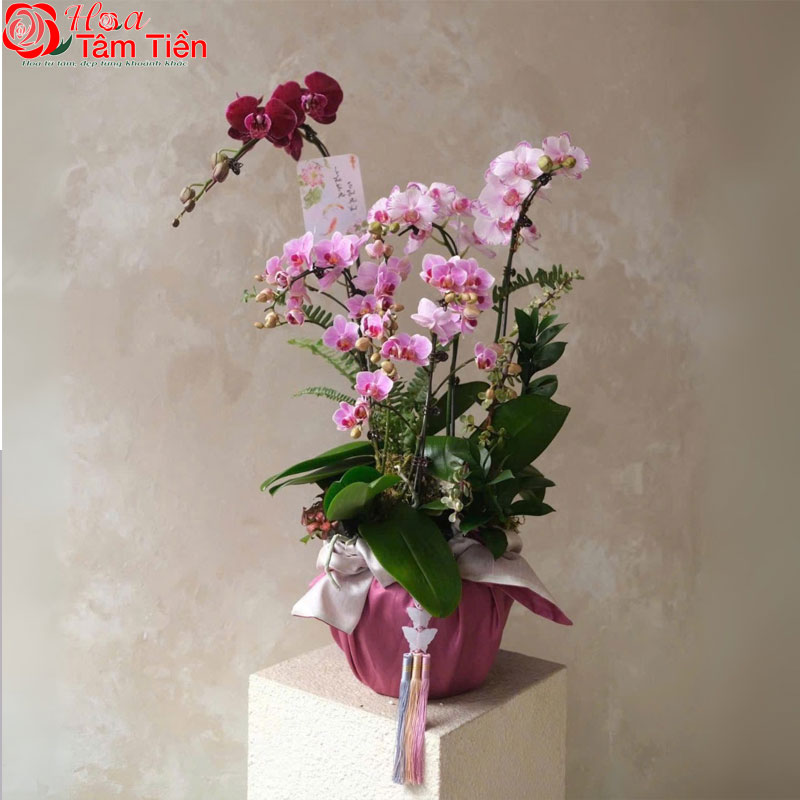 Hoa Tâm Tiền Lẵng hoa lan thanh lịch