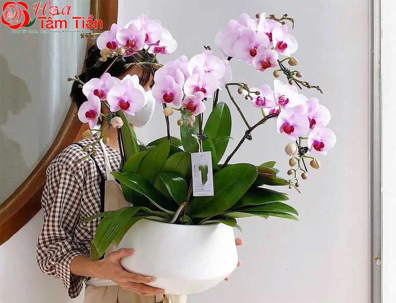 Hoa Tâm Tiền Lẵng hoa lan thanh lịch. Mẫu 2