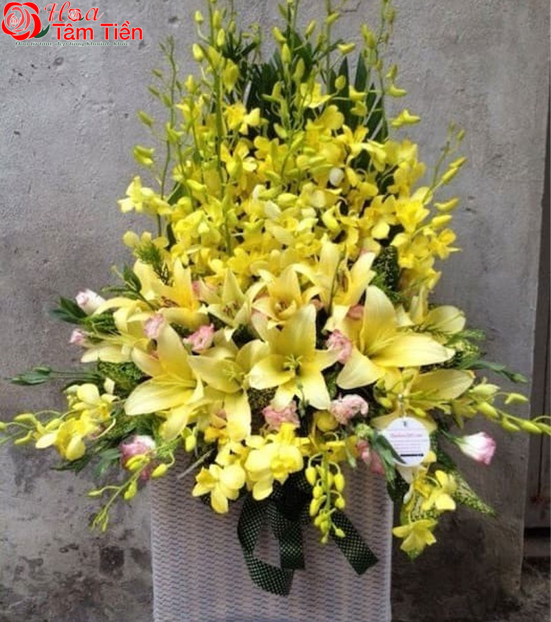 Hoa Tâm Tiền Lẵng hoa lan thanh lịch. Mẫu 4