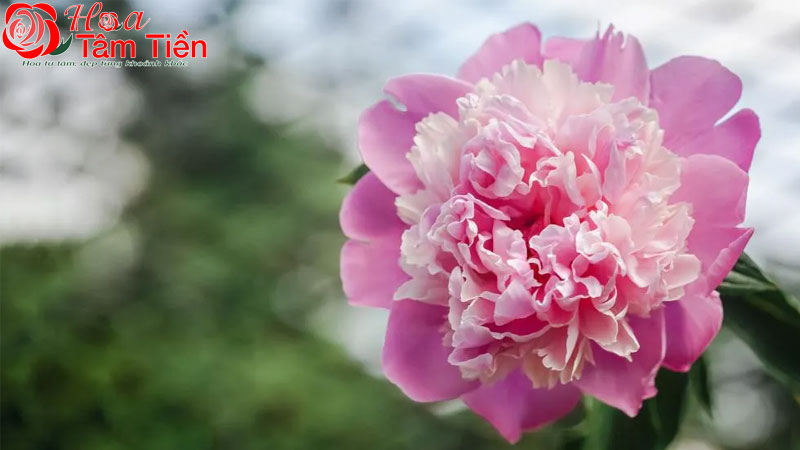 Hoa mẫu đơn hồng 
