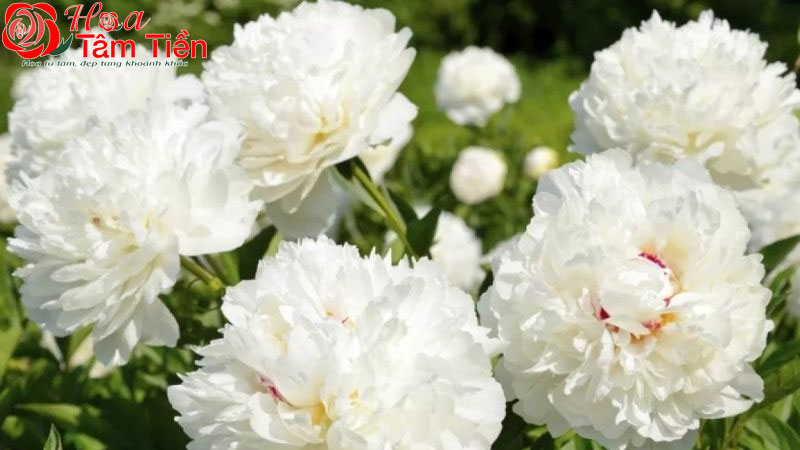 Hoa mẫu đơn trắng 