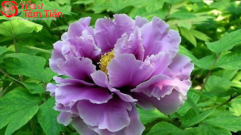 Hoa mẫu đơn tím 