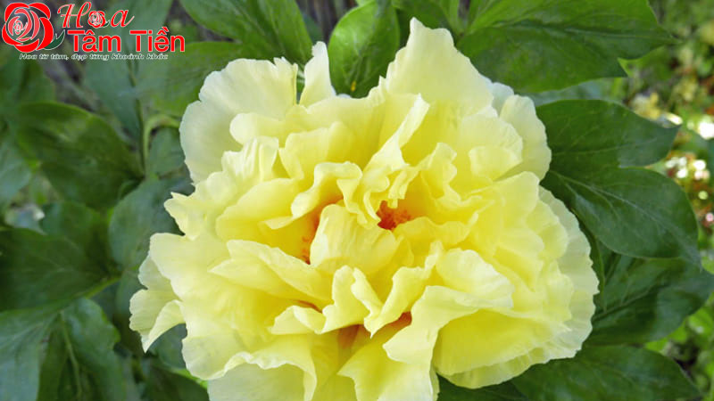 Hoa mẫu đơn vàng 