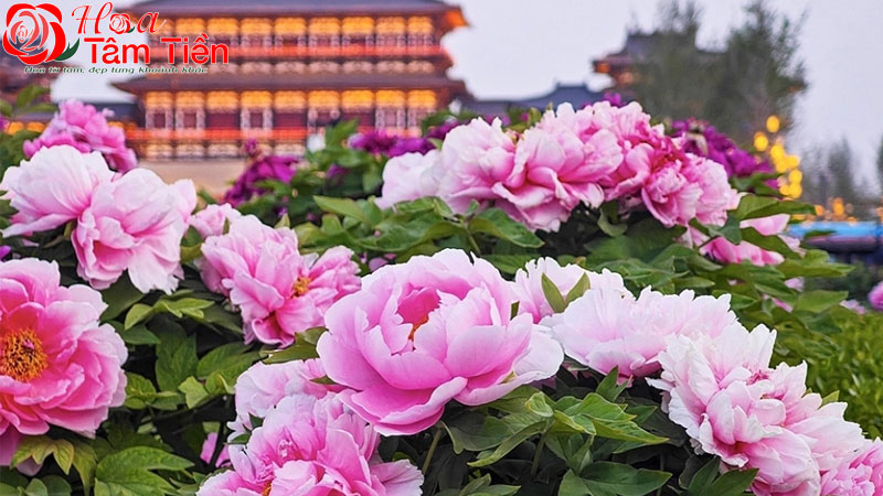 Hoa mẫu đơn là tên gọi được sử dụng cho các loài hoa thuộc chi Paeonia